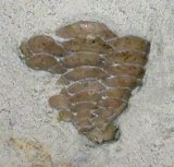 Stramentum pulchellum, image � Booth Museum