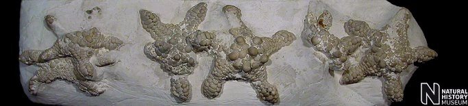 Manfredaster bulbiferus, Bromley, Kent, J Simmons Collection, BMNH 48748. A stunning but highly suspicious starfish multi-block. Victorian fossil dealers are notorious for their forged specimens, though the style preservation and other factors suggest that these specimens were originally associated in some way, if not in the manner presented. Image © 2005, The Natural History Museum.