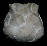 Marsupites testudinarius, image  Booth Museum