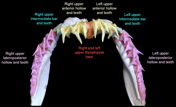 shark teeth. Nurse Shark (Carcharias
