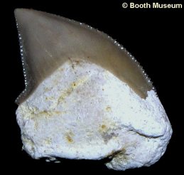 Alter ca. 40_60 Mio.Jahre 20 Fossil Squalicorax Haizähne Marokko Corax tooth 