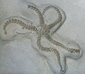 Ophiotitanos tenuis, image  Booth Museum