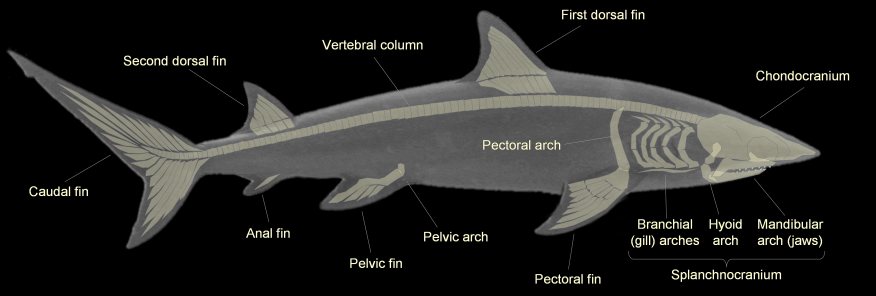 dogfish shark skeleton. Dogfish Shark Internal Anatomy