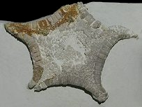 Calliderma smithae, image  Booth Museum