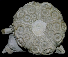 Temnocidaris sceptrifera sceptrifera, image � Booth Museum